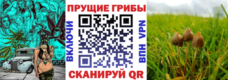 продажа наркотиков  Кольчугино  Галлюциногенные грибы MAGIC MUSHROOMS 